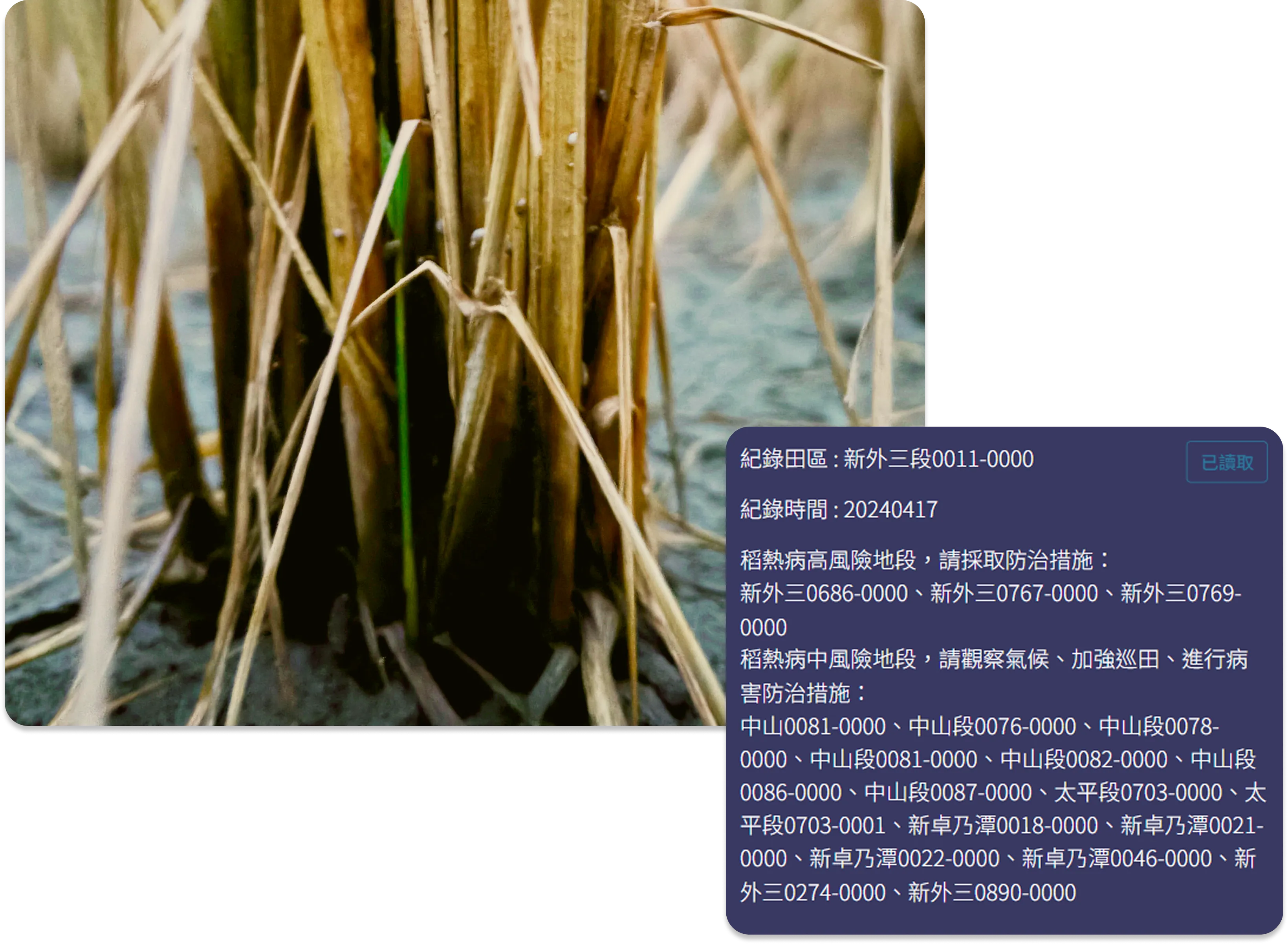 圖片:稻田中的害蟲