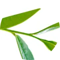 茶葉圖示