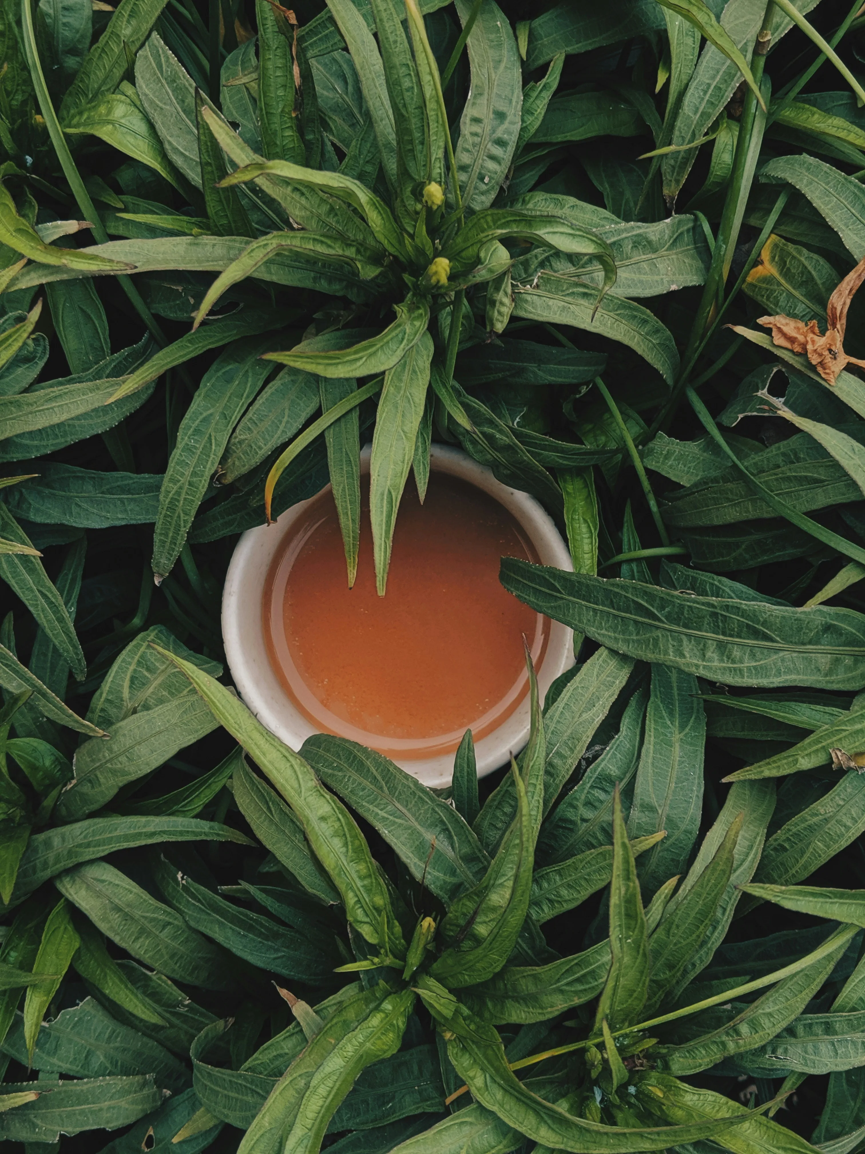 圖片：被茶葉包圍的茶葉